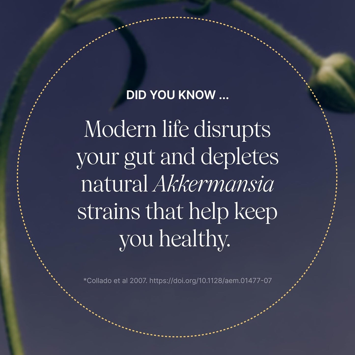 Pendulum Akkermansia